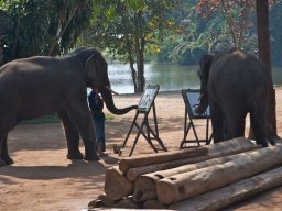 Thailand2009-Elephant_School-011
